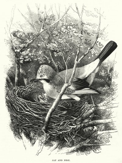Eichelhäher und Nest von English School