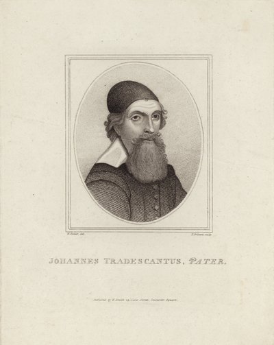 Johannes Tradescantus Pater von English School