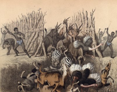 Kaffern treiben Tiere in eine Grube von English School