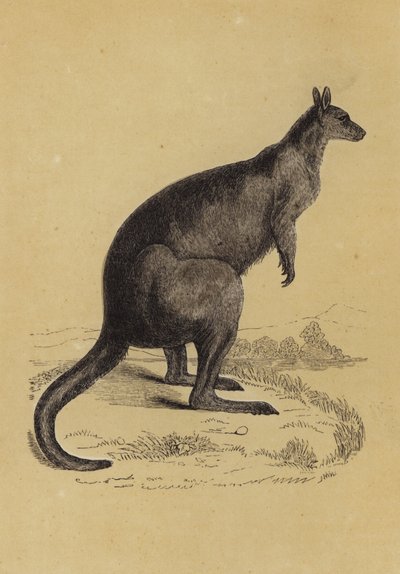 Känguru von English School