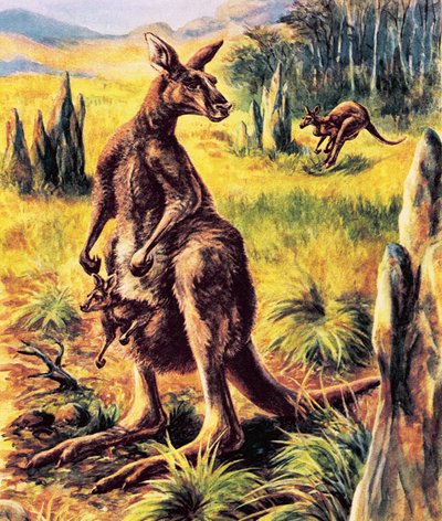 Känguru von English School