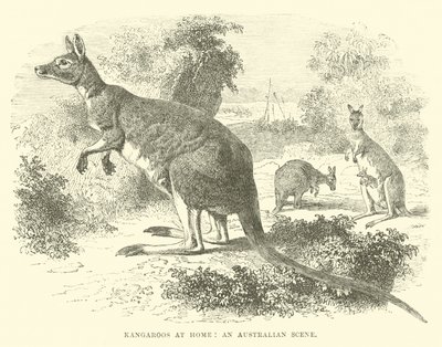Kängurus zu Hause, eine australische Szene von English School