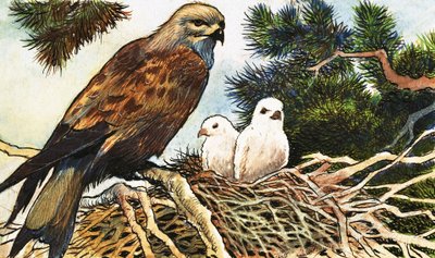 Turmfalke und Küken von English School