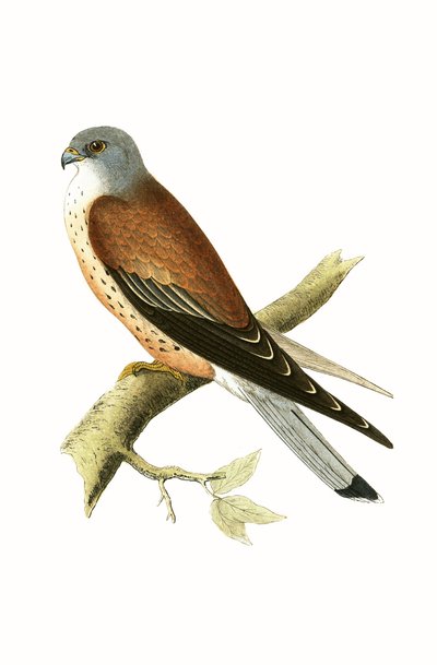 Turmfalke, Illustration aus 