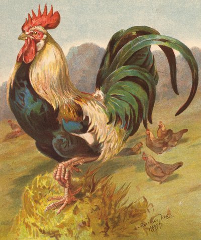 König des Geflügelhofs von English School
