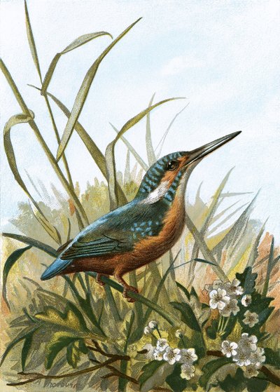 Eisvogel von English School