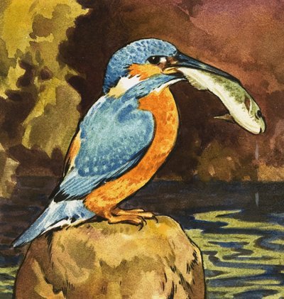 Eisvogel mit Fisch von English School