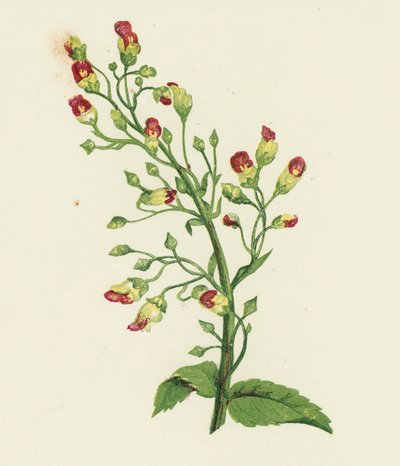 Knoten-Figwort, Scrophularia Nodosa von English School