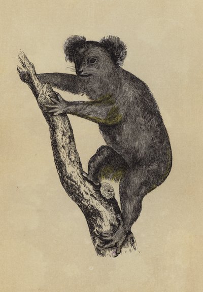 Koala von English School
