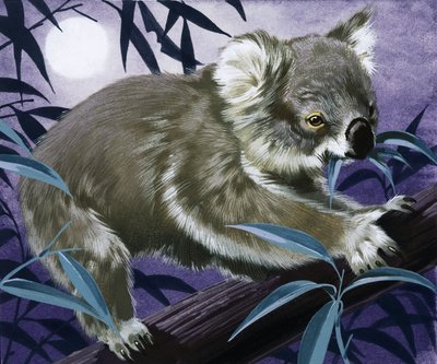 Koala in einem Eukalyptusbaum von English School