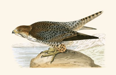 Lannerfalke, Illustration aus 