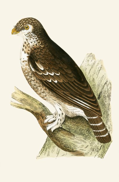 Kleinster europäischer Sperlingskauz, Illustration aus 