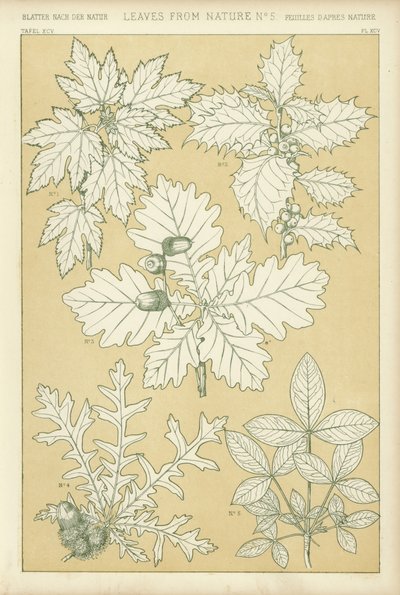 Blätter aus der Natur von English School