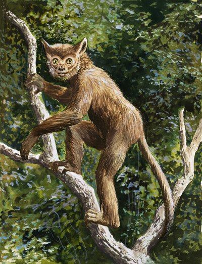 Lemur von English School