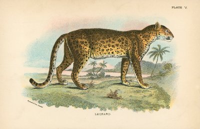 Leopard von English School