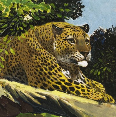 Leopard von English School