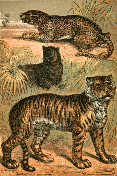 Leopard, Schwarzer Panther und Tiger von English School