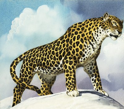 Leopard im Schnee von English School