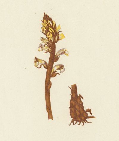 Kleine Sommerwurz, Orobanche Minor von English School