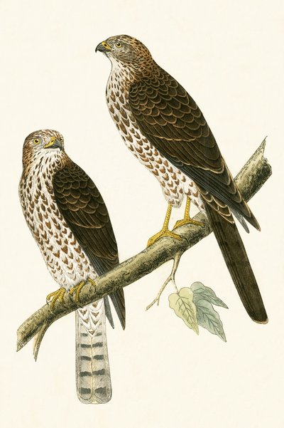 Levant-Sperber, Illustration aus 