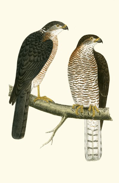 Levantensperber, Illustration aus 