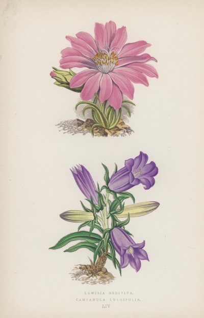 Lewisia Rediviva; Campanula Longifolia von English School