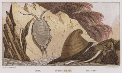 Ligia, Torbay-Haube, Tusk-Muschel von English School
