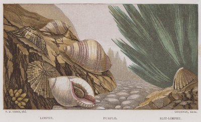 Napfschnecke, Purpur, Schlitznapfschnecke von English School