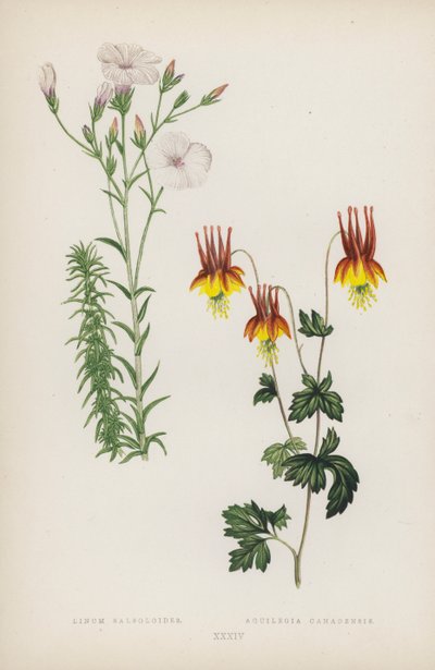 Linum Salsoloides; Aquilegia Canadensis von English School
