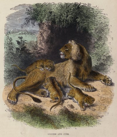Löwin und Junge von English School
