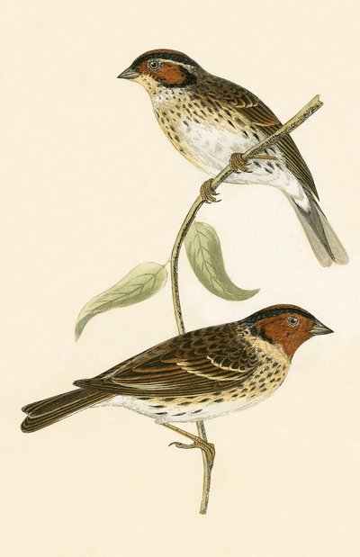 Zwergammer, Illustration aus 