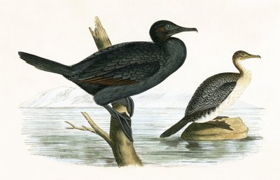 Kleiner Kormoran, Illustration aus 