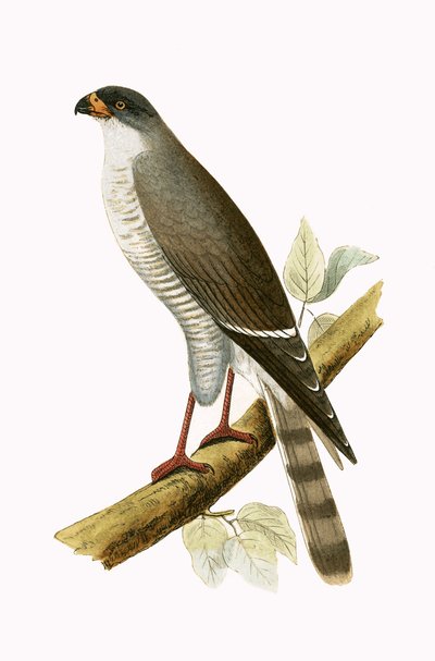 Kleiner Rotbussard, Illustration aus 