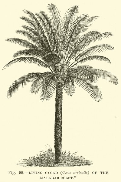 Lebende Cycade (Cycas circinalis) der Malabarküste von English School