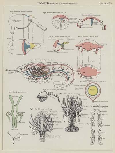 Hummer, Homarus Vulgaris (Farblithografie) von English School