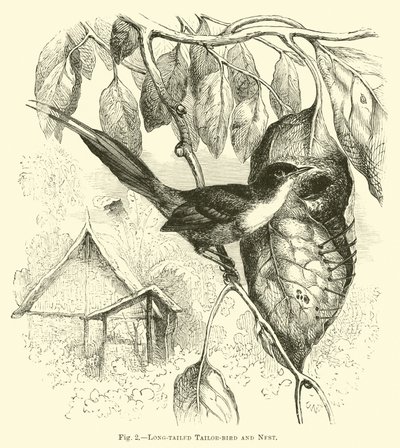 Langschwanzschneider und Nest von English School