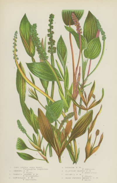 Langblättriges Teichkraut, Glänzendes Teichkraut, Verschiedenblättriges Teichkraut, Lanzettliches Teichkraut von English School