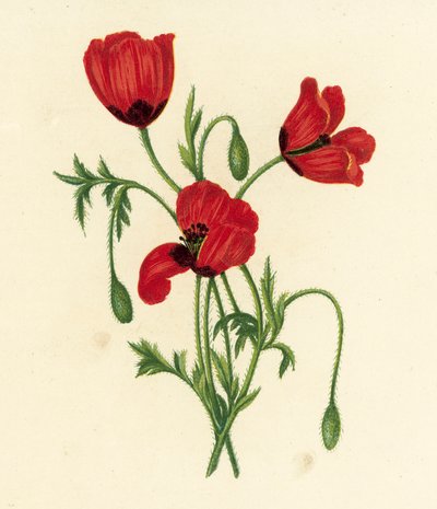 Langstacheliger Mohn, Papaver Argemone von English School