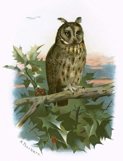 Waldohreule von English School