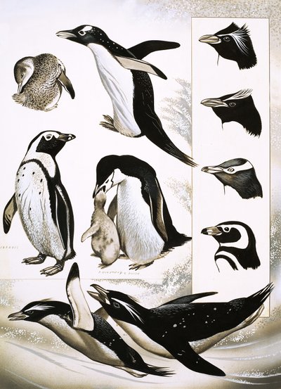 Blick auf die Natur: Was sind Spheniscidae-Pinguine! von English School