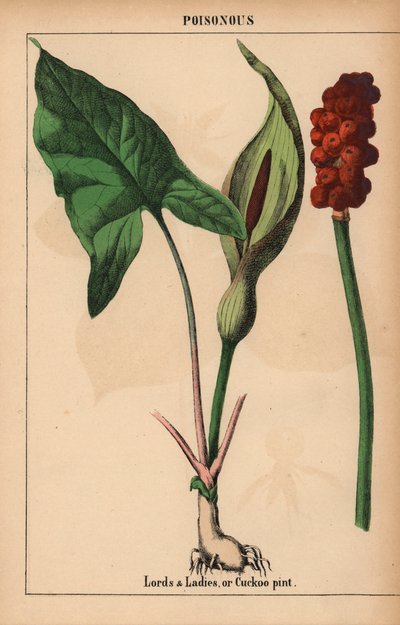 Aronstab oder Kuckuckslichtnelke, aus "The Instructive Picturebook, or Lessons from the Vegetable World," [Charlotte Mary Yonge], Edinburgh von English School