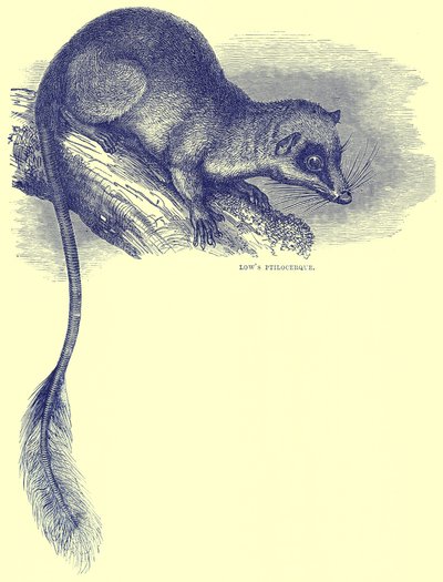 Lows Ptilocerque, Illustration aus Cassells Natural History von English School