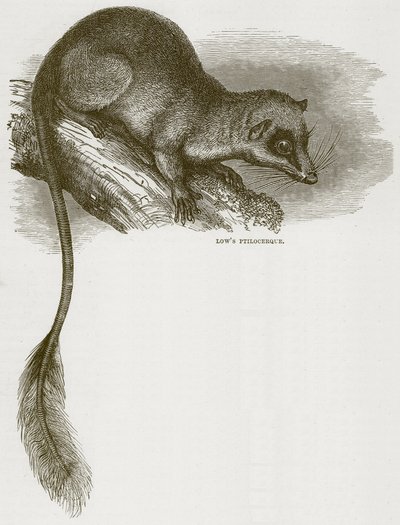 Lows Ptilocerque, Illustration aus Cassells Natural History von English School