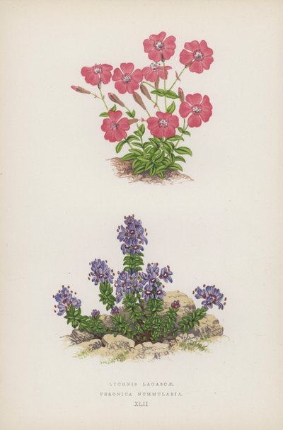 Lychnis Lagascae; Veronica Nummularia von English School