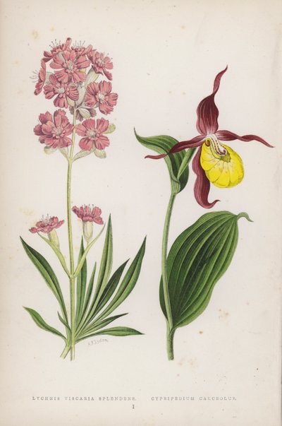 Lychnis Viscaria Splendens; Cypripedium Calceolus von English School