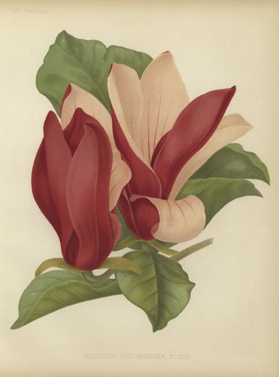 Magnolia soulangiana nigra von English School