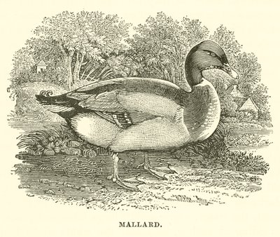 Stockente (Gravur) von English School