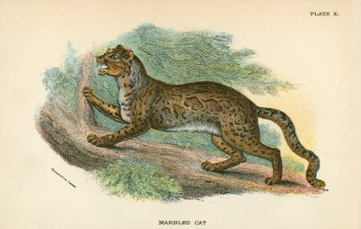 Marmorierte Katze von English School