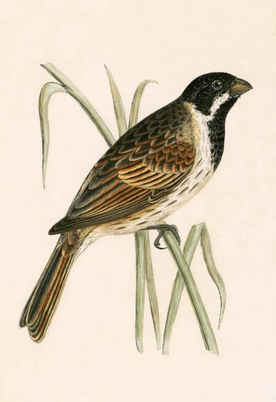 Rohrammer, Illustration aus 