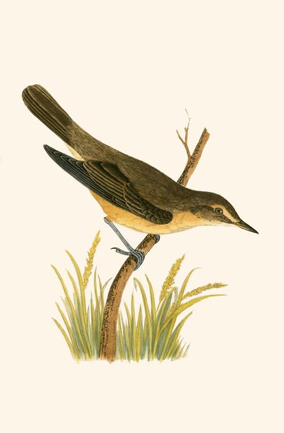 Rohrsänger, Illustration aus 